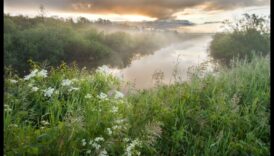 מדוע נופי ביצות חשובים לסינון וטיהור המים?