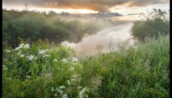 מדוע נופי ביצות חשובים לסינון וטיהור המים?